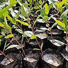 Саджанці фісташки Ахмад Агаї - невибаглива, скоростигла, великоплідна, фото 2