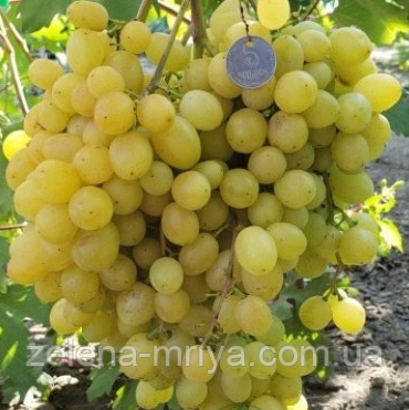 Виноград "Соломія" (Ранній сорт кишмиш), фото 1