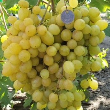 Виноград "Соломія" (Ранній сорт кишмиш)