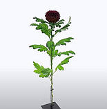 Хризантема Poker (Покер)   однолова, великобарвна саджен, фото 4