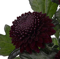 Хризантема Poker (Покер)   однолова, великобарвна саджен