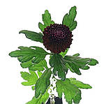 Хризантема Poker (Покер)   однолова, великобарвна саджен, фото 3