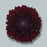 Хризантема Poker (Покер)   однолова, великобарвна саджен, фото 2