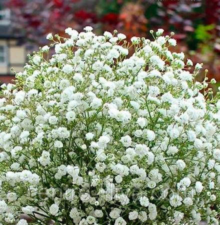 Гипсофила метельчатая белая: продажа, цена в Миргороде. Семена и клубни ...