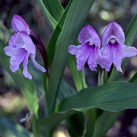 Роскоя auriculata