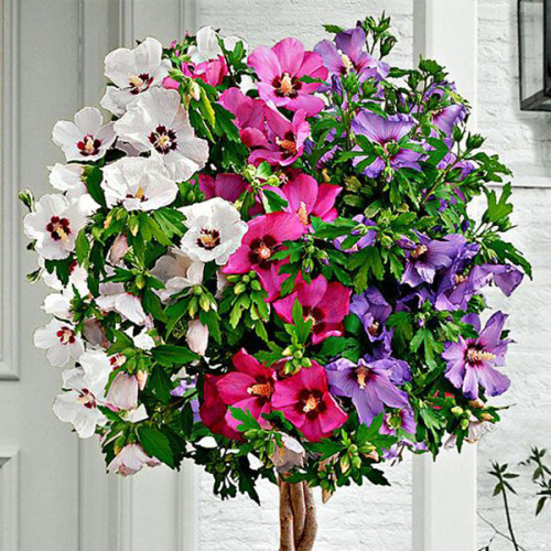 Саджанці Гібіскуса сирійського деревоподібного Триколор (Hibiscus syriacus Tricolor) Р9, фото 1
