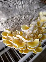 Грибной блок Вешенка лимонная (Pleurotus citrinopileatus) для домашнего выращивания