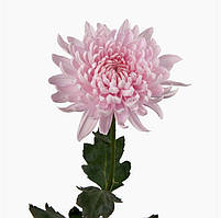 Хризантема Yerevan (Ереван)   однолова, великобарвна росада