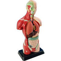 Набор для экспериментов EDU-Toys Анатомическая модель человека сборная 27 см (MK027) PZZ