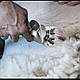 Електричні ножиці для стриження овець NVX-09, фото 2