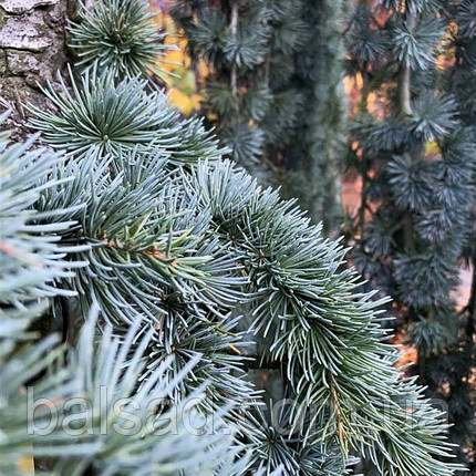 Кедр ліванський Глаука / С5 / h 80-100 / Cedrus libani Glauca, фото 1