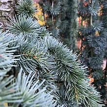 Кедр ліванський Глаука / С5 / h 80-100 / Cedrus libani Glauca