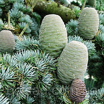 Кедр ліванський Глаука / С5 / h 80-100 / Cedrus libani Glauca, фото 4