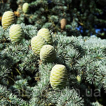 Кедр ліванський Глаука / С5 / h 80-100 / Cedrus libani Glauca, фото 5