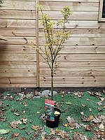 Японский клен Acer Palmatum Jerre Schwartz Rovinsky Garden 90-110 см 3,5л (RG291) ML, код: 6627287