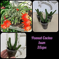 🌺Peanut Cactus 🌺