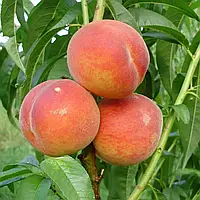 ПСаженцы Персика Команч средне-ранний, крупноплодный, урожайный