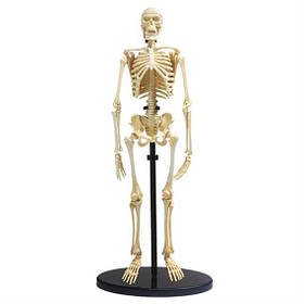 Навчальна анатомічна модель Скелет людини від Edu-Toys (107-093)