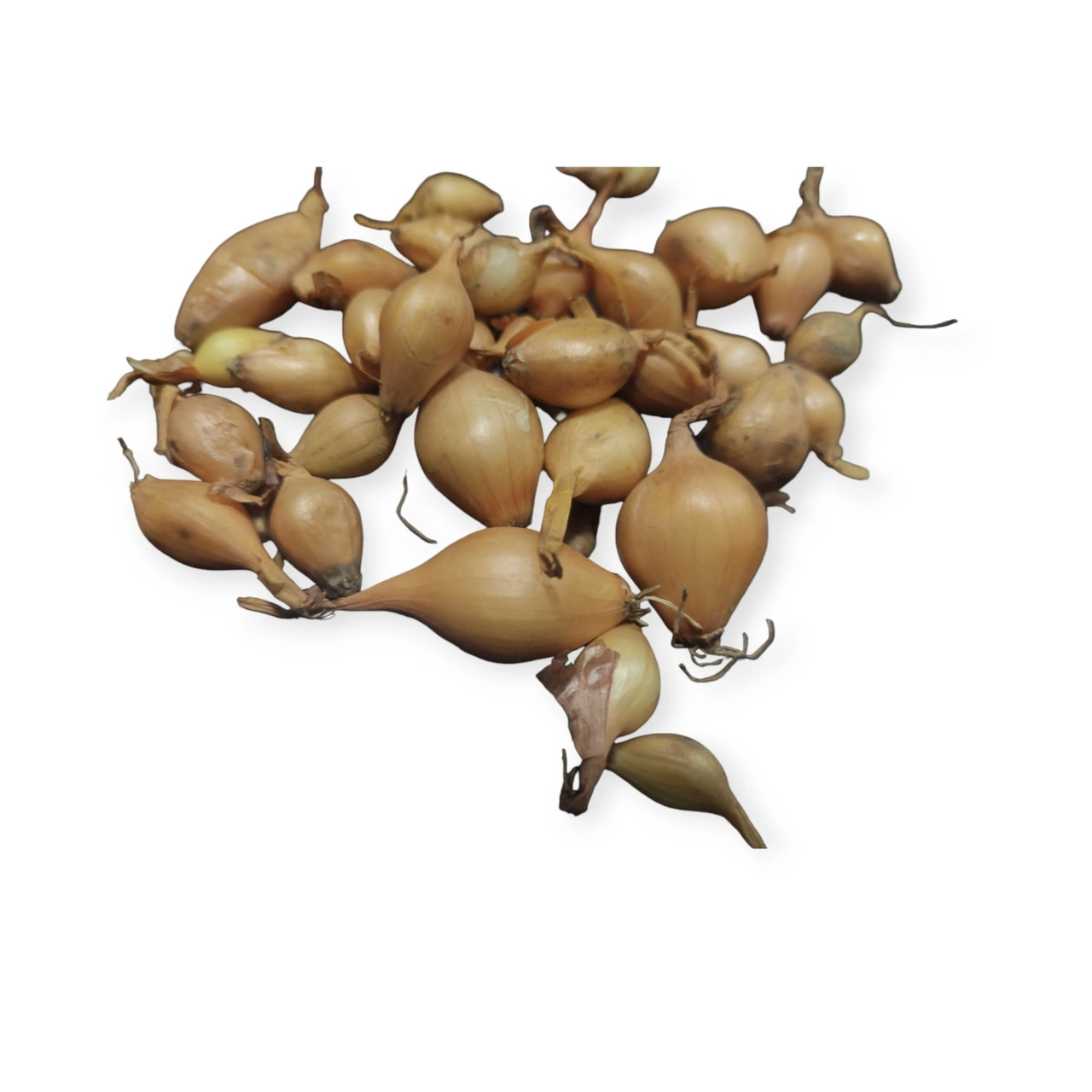 Цибуля сівок Шекспір 1кг ТОР Onions 10-21мм