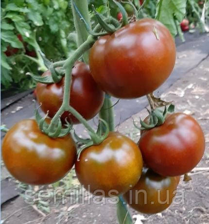 Насіння томату Блек Стайл F1, 500 шт., чорноплідного, індетермінантного