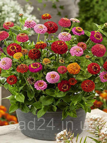 Циния лилипут / смесь 3 г. (ID#2411452471), цена: 27 ₴, купить на Prom.ua