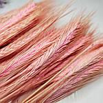 Пшениця вусата натуральна рожева, фото 3