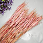 Пшениця вусата натуральна рожева, фото 2