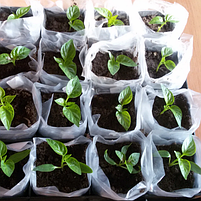 Рукав для розсади 40мкм 50мм*500м білий SHADOW, фото 3