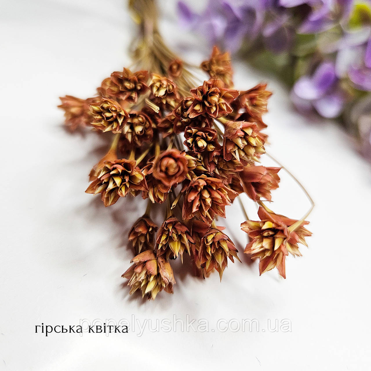 Гірська квітка теракотова, фото 1