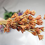 Гірська квітка теракотова, фото 3