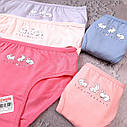 Трусики для дівчинки від 4 до 5 років донелла Donella 5 шт набір оригінал труси дитячі нижня білизна, фото 2