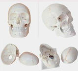 Череп (розбірний-протиударний-медичний), фото 3