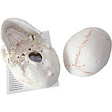 Череп (розбірний-протиударний-медичний), фото 9