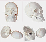 Череп (розбірний-протиударний-медичний), фото 10
