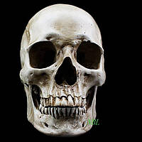 Череп Білий (матовий)