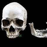 Череп Білий (матовий), фото 2