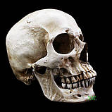 Череп Білий (матовий), фото 4