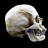 Череп Білий (матовий), фото 5