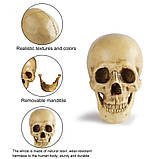 Череп 1:1 (кремовий-бежевий), фото 2