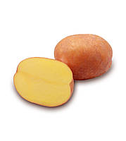 Картопля сорту БеллаРоса 150грн /2,5кг