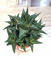 Хавортия лимифолия Haworthia limifolia Суккулент Комнатное растение