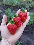 Клубника "Бурбон" (ремонтантный сорт), фото 3