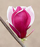 Магнолія March-Till-Frost (Мач-Тіл-Фрост) 135-140 см 5года гор.с7, фото 2