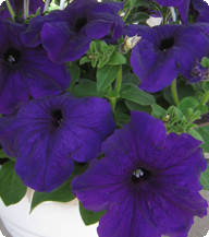 Насіння Петунія F1 Танака Blue 500 драже Kitano Seeds, фото 1