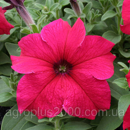 Насіння Петунія F1 Танака Deep Rose 500 драже Kitano Seeds, фото 1