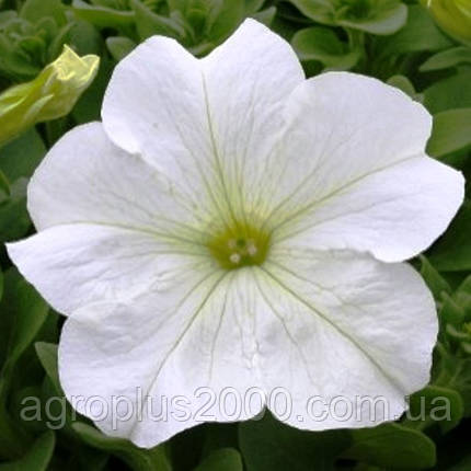 Насіння Петунія F1 Танака White 250 драже Kitano Seeds, фото 1