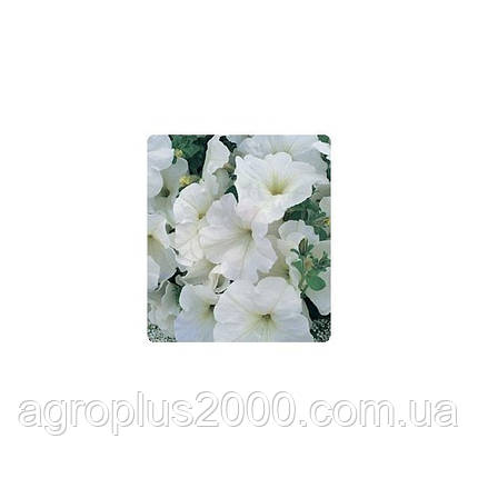 Насіння петунії багатобарвне Амфора White 1000 драже Kitano Seeds, фото 2