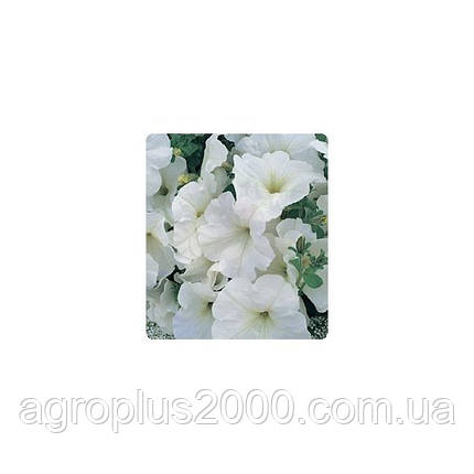 Насіння петунії багатобарвне Амфора White 1000 драже Kitano Seeds, фото 1