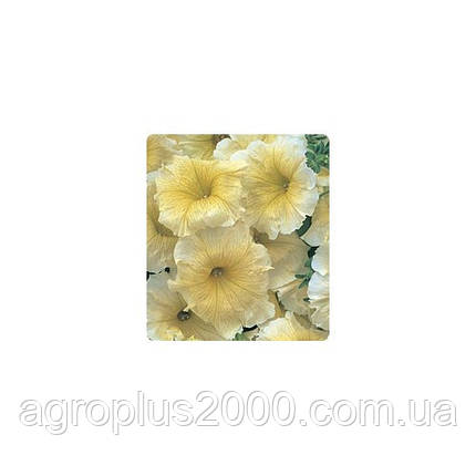 Насіння петунії багатобарвне Амфора Yellow 500 драже Kitano Seeds, фото 1