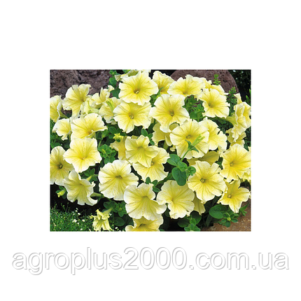 Насіння петунії багатобарвне Амфора Yellow 500 драже Kitano Seeds, фото 3